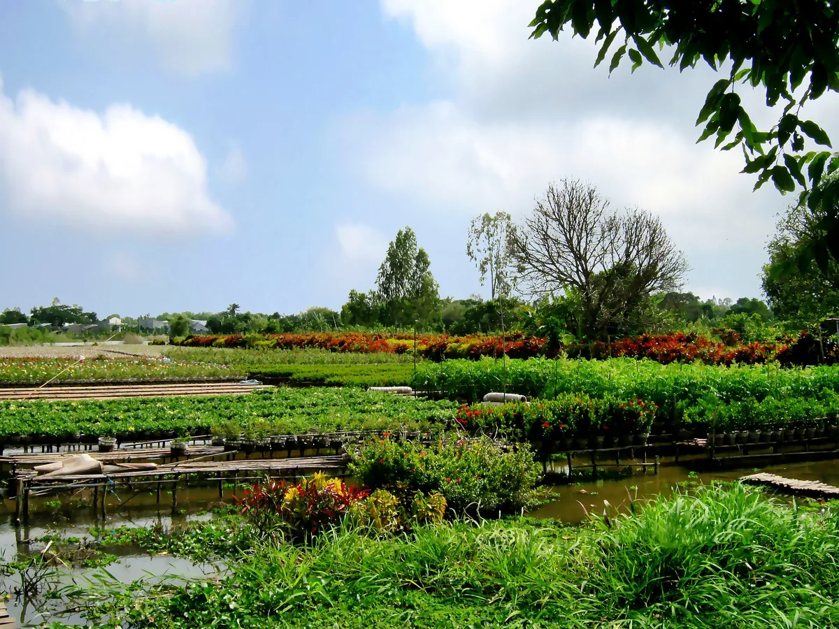 Những hàng hoa kiểng trồng trong chậu bên các con rạch tại làng hoa Sa Đéc, Đồng Tháp.