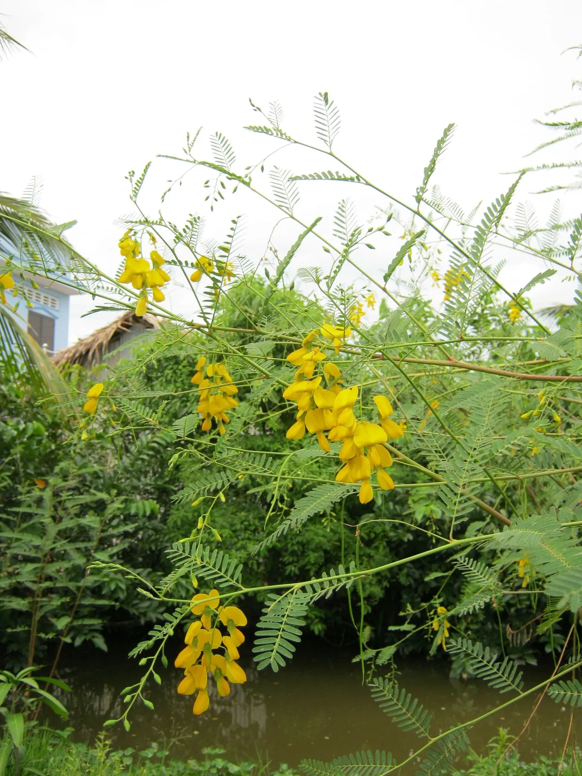 Hoa điên điển vàng nở trên cành cây bên bờ kênh ở đồng bằng sông Mekong.