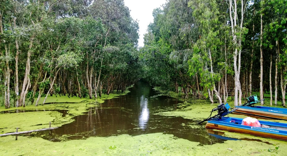 Con lạch phủ bèo tấm len lỏi giữa rừng tràm ngập nước Trà Sư, với vài chiếc thuyền nhỏ neo bên bờ.