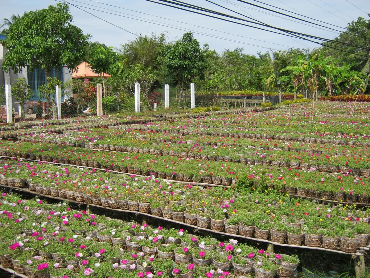 Những hàng chậu hoa nở rộ tại một vườn ươm ở Sa Đéc, tỉnh Đồng Tháp.