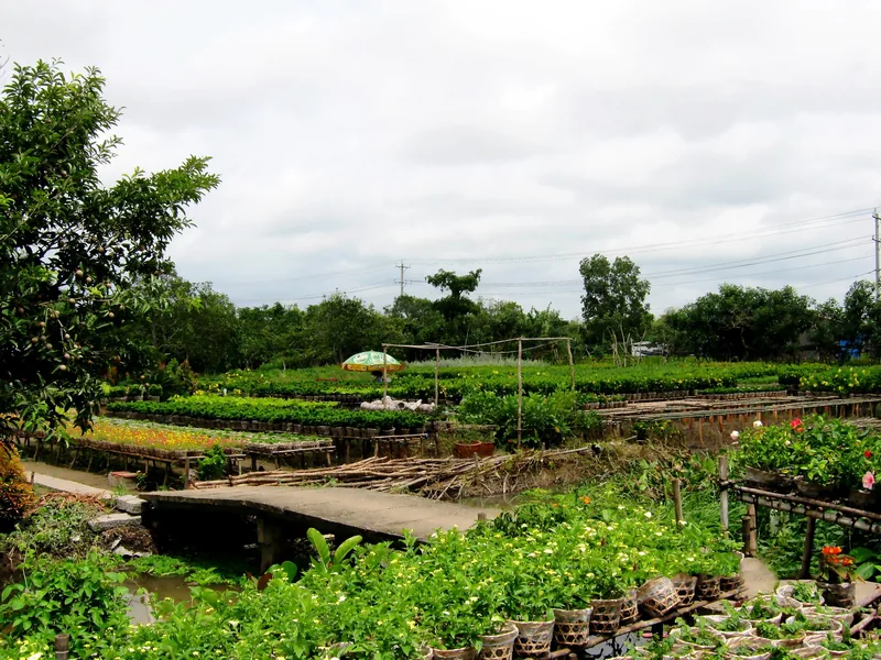 Những hàng hoa và cây trồng trong chậu trải rộng ở làng hoa Sa Đéc, Đồng Tháp, với các cầu nhỏ bắc qua kênh.